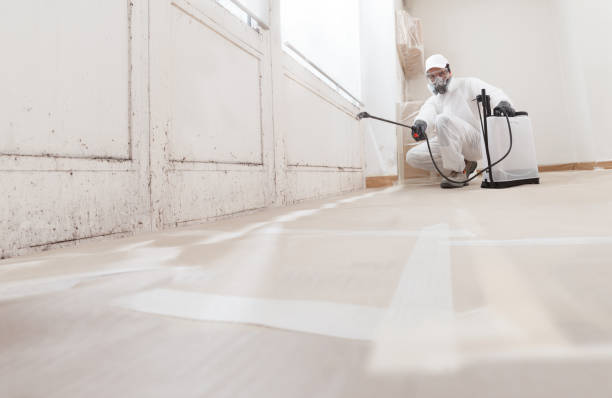 24/7 Emergency Attic Mold Remediation experts in Northport, MI