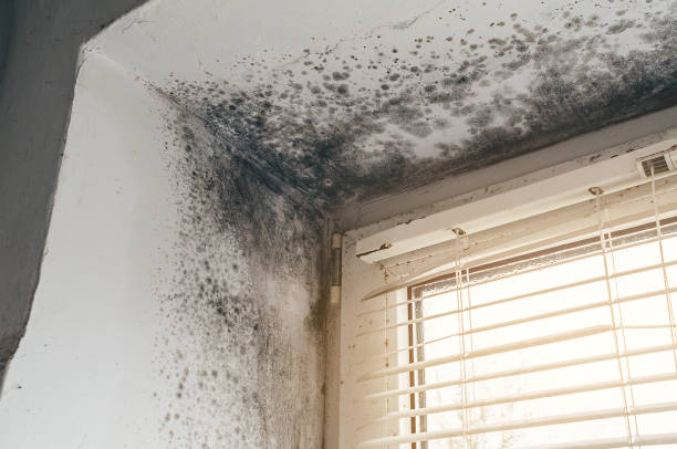 Affordable Attic Mold Remediation solutions in Northport, MI